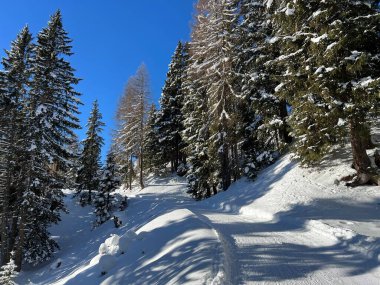 İsviçre 'nin Grisons Kantonu (Kanton Graubuenden, Schweiz) adlı İsviçre Alpleri' ndeki Davos tatil beldesinde yürüyüş, yürüyüş, yürüyüş, spor ve dinlenme için mükemmel düzenlenmiş kış patikaları.)
