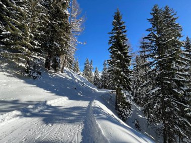 İsviçre 'nin Grisons Kantonu (Kanton Graubuenden, Schweiz) adlı İsviçre Alpleri' ndeki Davos tatil beldesinde yürüyüş, yürüyüş, yürüyüş, spor ve dinlenme için mükemmel düzenlenmiş kış patikaları.)