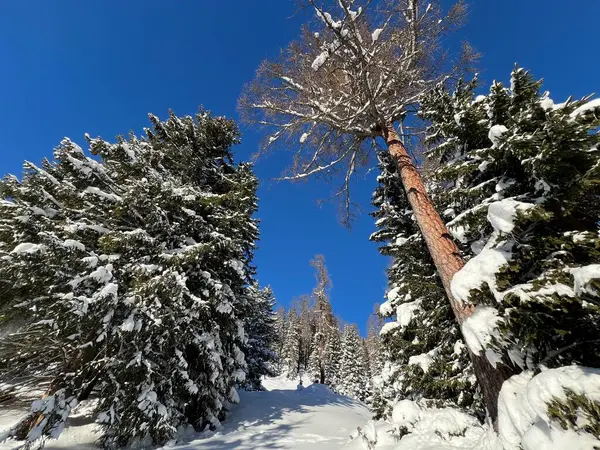 İsviçre Alplerinde tipik bir kış atmosferindeki alp ağaçlarının resimli gölgeleri ve İsviçre 'nin Grison Kantonu (Kanton Graubuenden, Schweiz)