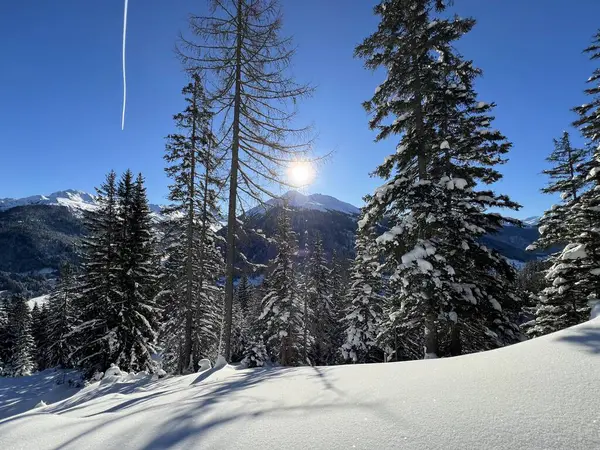İsviçre Alplerinde tipik bir kış atmosferindeki alp ağaçlarının resimli gölgeleri ve İsviçre 'nin Grison Kantonu (Kanton Graubuenden, Schweiz)