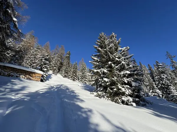 İsviçre Alplerinde tipik bir kış atmosferindeki alp ağaçlarının resimli gölgeleri ve İsviçre 'nin Grison Kantonu (Kanton Graubuenden, Schweiz)