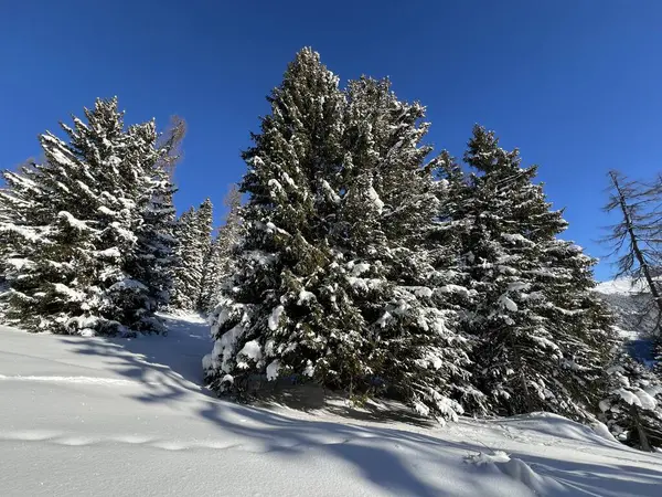 İsviçre Alplerinde tipik bir kış atmosferindeki alp ağaçlarının resimli gölgeleri ve İsviçre 'nin Grison Kantonu (Kanton Graubuenden, Schweiz)