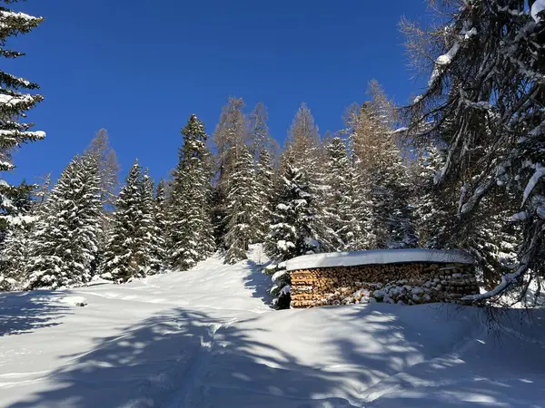 İsviçre Alplerinde tipik bir kış atmosferindeki alp ağaçlarının resimli gölgeleri ve İsviçre 'nin Grison Kantonu (Kanton Graubuenden, Schweiz)