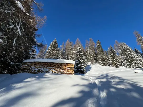 İsviçre Alplerinde tipik bir kış atmosferindeki alp ağaçlarının resimli gölgeleri ve İsviçre 'nin Grison Kantonu (Kanton Graubuenden, Schweiz)