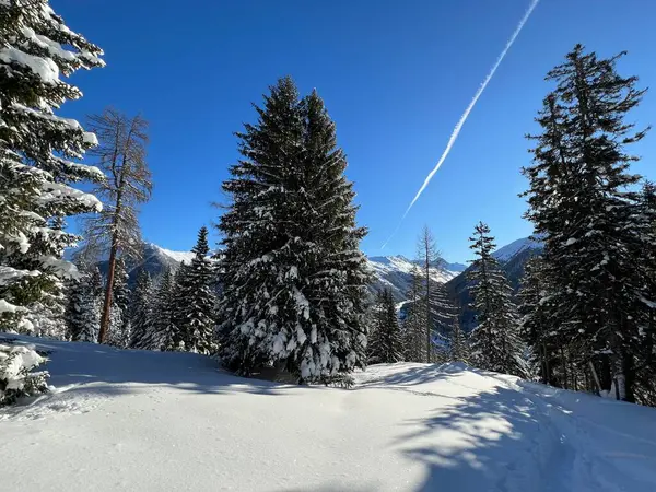 İsviçre Alplerinde tipik bir kış atmosferindeki alp ağaçlarının resimli gölgeleri ve İsviçre 'nin Grison Kantonu (Kanton Graubuenden, Schweiz)