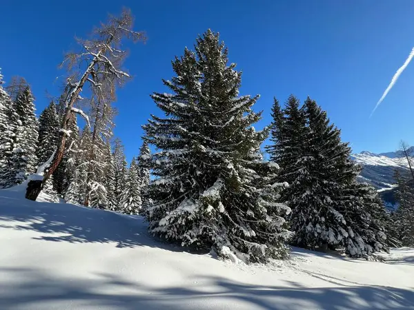İsviçre Alplerinde tipik bir kış atmosferindeki alp ağaçlarının resimli gölgeleri ve İsviçre 'nin Grison Kantonu (Kanton Graubuenden, Schweiz)