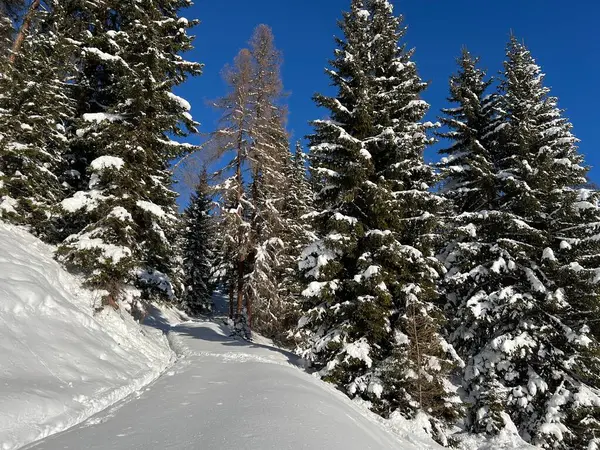 İsviçre Alplerinde tipik bir kış atmosferindeki alp ağaçlarının resimli gölgeleri ve İsviçre 'nin Grison Kantonu (Kanton Graubuenden, Schweiz)