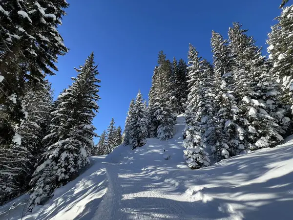 İsviçre Alplerinde tipik bir kış atmosferindeki alp ağaçlarının resimli gölgeleri ve İsviçre 'nin Grison Kantonu (Kanton Graubuenden, Schweiz)