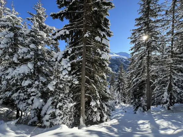 İsviçre Alplerinde tipik bir kış atmosferindeki alp ağaçlarının resimli gölgeleri ve İsviçre 'nin Grison Kantonu (Kanton Graubuenden, Schweiz)