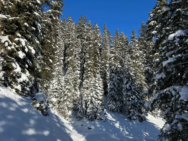 İsviçre Alplerinde tipik bir kış atmosferindeki alp ağaçlarının resimli gölgeleri ve İsviçre 'nin Grison Kantonu (Kanton Graubuenden, Schweiz)