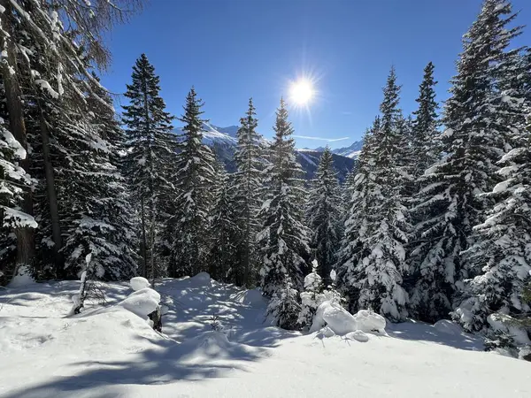 İsviçre Alplerinde tipik bir kış atmosferindeki alp ağaçlarının resimli gölgeleri ve İsviçre 'nin Grison Kantonu (Kanton Graubuenden, Schweiz)