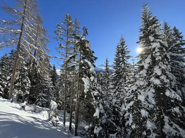 İsviçre Alplerinde tipik bir kış atmosferindeki alp ağaçlarının resimli gölgeleri ve İsviçre 'nin Grison Kantonu (Kanton Graubuenden, Schweiz)