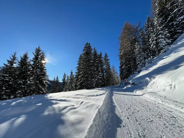 İsviçre 'nin Grisons Kantonu (Kanton Graubuenden, Schweiz) adlı İsviçre Alpleri' ndeki Davos tatil beldesinde yürüyüş, yürüyüş, yürüyüş, spor ve dinlenme için mükemmel düzenlenmiş kış patikaları.)
