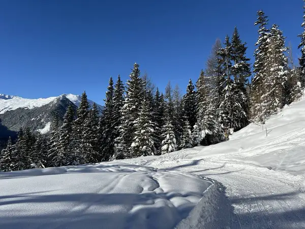 İsviçre 'nin Grisons Kantonu (Kanton Graubuenden, Schweiz) adlı İsviçre Alpleri' ndeki Davos tatil beldesinde yürüyüş, yürüyüş, yürüyüş, spor ve dinlenme için mükemmel düzenlenmiş kış patikaları.)