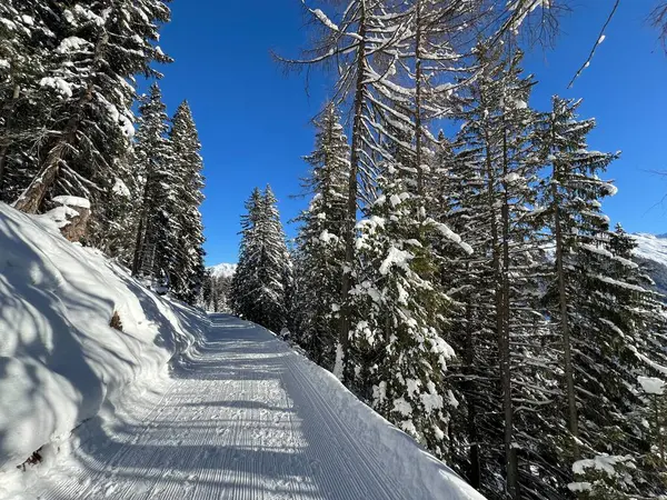 İsviçre 'nin Grisons Kantonu (Kanton Graubuenden, Schweiz) adlı İsviçre Alpleri' ndeki Davos tatil beldesinde yürüyüş, yürüyüş, yürüyüş, spor ve dinlenme için mükemmel düzenlenmiş kış patikaları.)