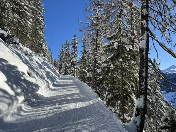 İsviçre 'nin Grisons Kantonu (Kanton Graubuenden, Schweiz) adlı İsviçre Alpleri' ndeki Davos tatil beldesinde yürüyüş, yürüyüş, yürüyüş, spor ve dinlenme için mükemmel düzenlenmiş kış patikaları.)
