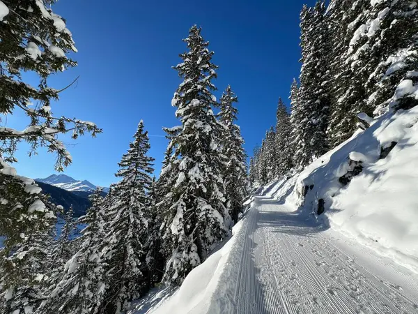 İsviçre 'nin Grisons Kantonu (Kanton Graubuenden, Schweiz) adlı İsviçre Alpleri' ndeki Davos tatil beldesinde yürüyüş, yürüyüş, yürüyüş, spor ve dinlenme için mükemmel düzenlenmiş kış patikaları.)