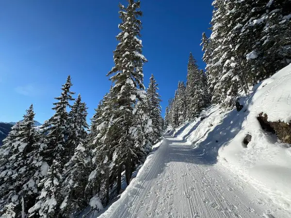 İsviçre 'nin Grisons Kantonu (Kanton Graubuenden, Schweiz) adlı İsviçre Alpleri' ndeki Davos tatil beldesinde yürüyüş, yürüyüş, yürüyüş, spor ve dinlenme için mükemmel düzenlenmiş kış patikaları.)