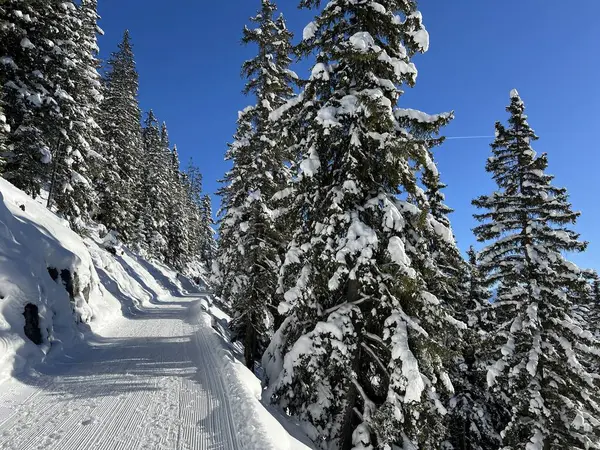 İsviçre 'nin Grisons Kantonu (Kanton Graubuenden, Schweiz) adlı İsviçre Alpleri' ndeki Davos tatil beldesinde yürüyüş, yürüyüş, yürüyüş, spor ve dinlenme için mükemmel düzenlenmiş kış patikaları.)
