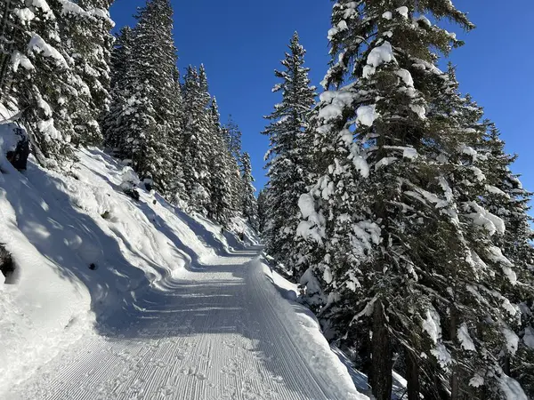 İsviçre 'nin Grisons Kantonu (Kanton Graubuenden, Schweiz) adlı İsviçre Alpleri' ndeki Davos tatil beldesinde yürüyüş, yürüyüş, yürüyüş, spor ve dinlenme için mükemmel düzenlenmiş kış patikaları.)