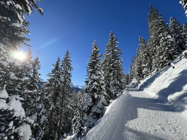 İsviçre 'nin Grisons Kantonu (Kanton Graubuenden, Schweiz) adlı İsviçre Alpleri' ndeki Davos tatil beldesinde yürüyüş, yürüyüş, yürüyüş, spor ve dinlenme için mükemmel düzenlenmiş kış patikaları.)