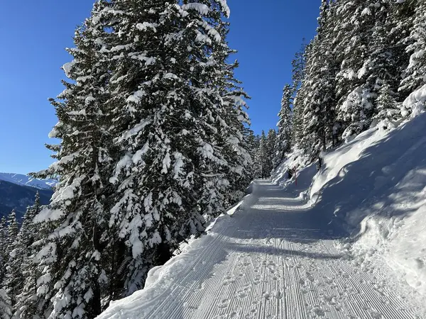 İsviçre 'nin Grisons Kantonu (Kanton Graubuenden, Schweiz) adlı İsviçre Alpleri' ndeki Davos tatil beldesinde yürüyüş, yürüyüş, yürüyüş, spor ve dinlenme için mükemmel düzenlenmiş kış patikaları.)