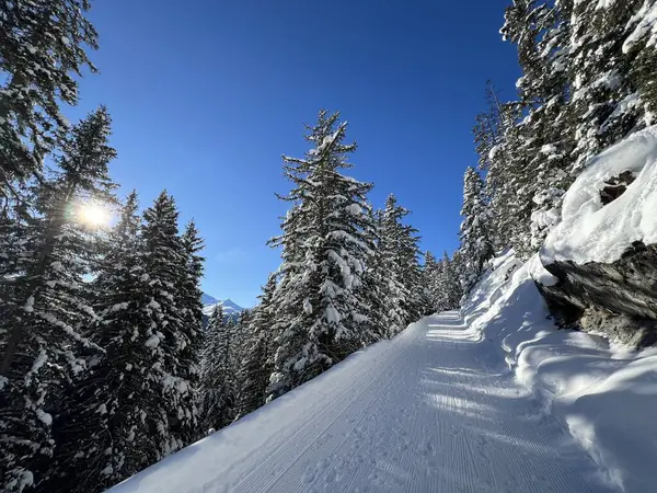 İsviçre 'nin Grisons Kantonu (Kanton Graubuenden, Schweiz) adlı İsviçre Alpleri' ndeki Davos tatil beldesinde yürüyüş, yürüyüş, yürüyüş, spor ve dinlenme için mükemmel düzenlenmiş kış patikaları.)