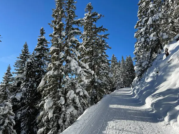 İsviçre 'nin Grisons Kantonu (Kanton Graubuenden, Schweiz) adlı İsviçre Alpleri' ndeki Davos tatil beldesinde yürüyüş, yürüyüş, yürüyüş, spor ve dinlenme için mükemmel düzenlenmiş kış patikaları.)
