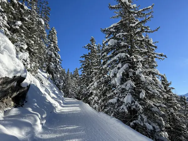 İsviçre 'nin Grisons Kantonu (Kanton Graubuenden, Schweiz) adlı İsviçre Alpleri' ndeki Davos tatil beldesinde yürüyüş, yürüyüş, yürüyüş, spor ve dinlenme için mükemmel düzenlenmiş kış patikaları.)