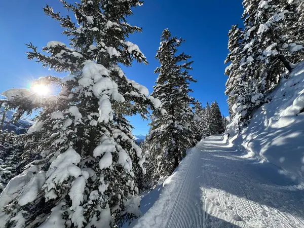 İsviçre 'nin Grisons Kantonu (Kanton Graubuenden, Schweiz) adlı İsviçre Alpleri' ndeki Davos tatil beldesinde yürüyüş, yürüyüş, yürüyüş, spor ve dinlenme için mükemmel düzenlenmiş kış patikaları.)