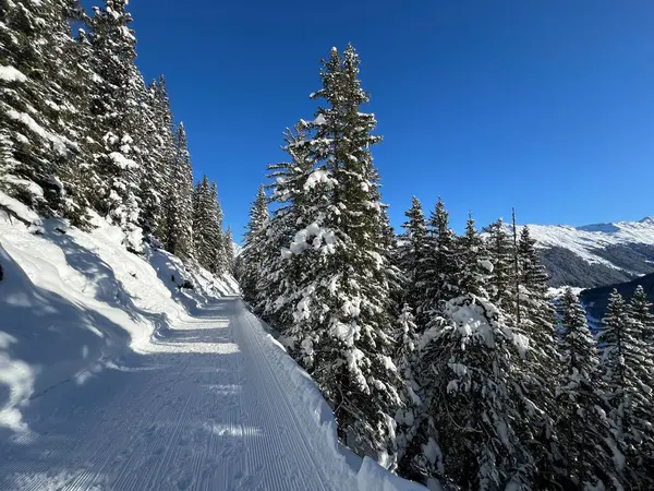 İsviçre 'nin Grisons Kantonu (Kanton Graubuenden, Schweiz) adlı İsviçre Alpleri' ndeki Davos tatil beldesinde yürüyüş, yürüyüş, yürüyüş, spor ve dinlenme için mükemmel düzenlenmiş kış patikaları.)