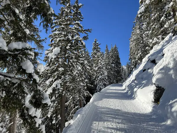 İsviçre 'nin Grisons Kantonu (Kanton Graubuenden, Schweiz) adlı İsviçre Alpleri' ndeki Davos tatil beldesinde yürüyüş, yürüyüş, yürüyüş, spor ve dinlenme için mükemmel düzenlenmiş kış patikaları.)