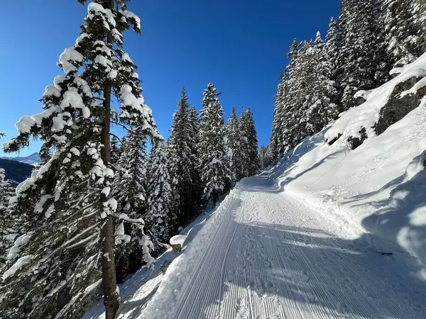 İsviçre 'nin Grisons Kantonu (Kanton Graubuenden, Schweiz) adlı İsviçre Alpleri' ndeki Davos tatil beldesinde yürüyüş, yürüyüş, yürüyüş, spor ve dinlenme için mükemmel düzenlenmiş kış patikaları.)