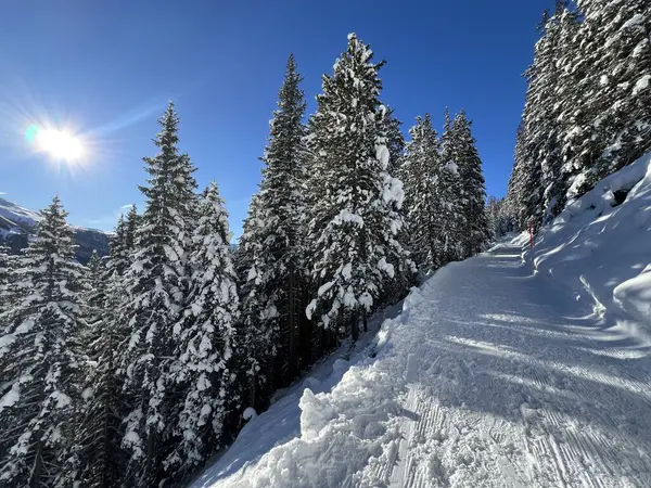 İsviçre 'nin Grisons Kantonu (Kanton Graubuenden, Schweiz) adlı İsviçre Alpleri' ndeki Davos tatil beldesinde yürüyüş, yürüyüş, yürüyüş, spor ve dinlenme için mükemmel düzenlenmiş kış patikaları.)