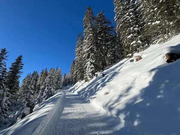 İsviçre 'nin Grisons Kantonu (Kanton Graubuenden, Schweiz) adlı İsviçre Alpleri' ndeki Davos tatil beldesinde yürüyüş, yürüyüş, yürüyüş, spor ve dinlenme için mükemmel düzenlenmiş kış patikaları.)