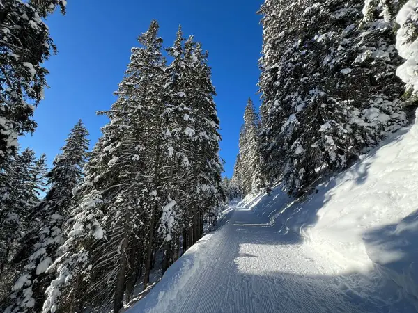 İsviçre 'nin Grisons Kantonu (Kanton Graubuenden, Schweiz) adlı İsviçre Alpleri' ndeki Davos tatil beldesinde yürüyüş, yürüyüş, yürüyüş, spor ve dinlenme için mükemmel düzenlenmiş kış patikaları.)