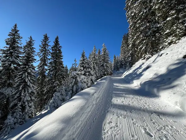İsviçre 'nin Grisons Kantonu (Kanton Graubuenden, Schweiz) adlı İsviçre Alpleri' ndeki Davos tatil beldesinde yürüyüş, yürüyüş, yürüyüş, spor ve dinlenme için mükemmel düzenlenmiş kış patikaları.)