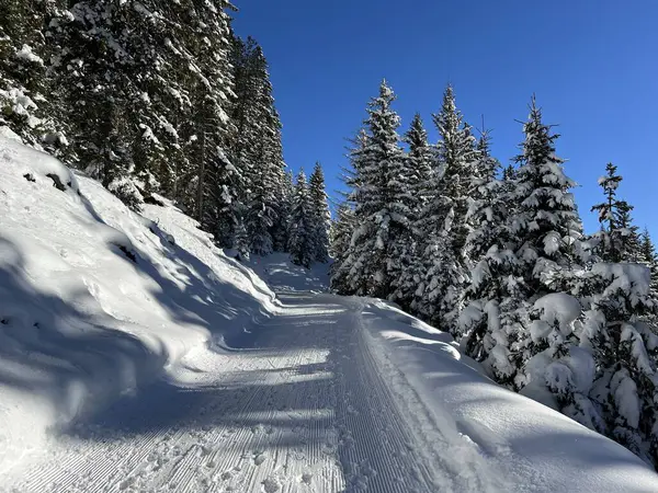 İsviçre 'nin Grisons Kantonu (Kanton Graubuenden, Schweiz) adlı İsviçre Alpleri' ndeki Davos tatil beldesinde yürüyüş, yürüyüş, yürüyüş, spor ve dinlenme için mükemmel düzenlenmiş kış patikaları.)