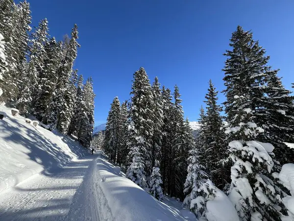 İsviçre 'nin Grisons Kantonu (Kanton Graubuenden, Schweiz) adlı İsviçre Alpleri' ndeki Davos tatil beldesinde yürüyüş, yürüyüş, yürüyüş, spor ve dinlenme için mükemmel düzenlenmiş kış patikaları.)