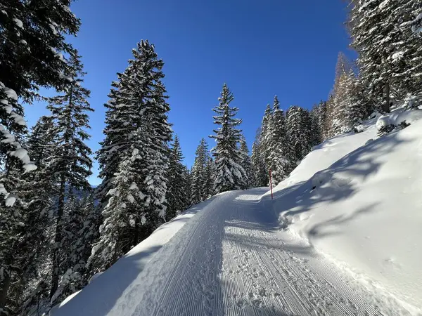 İsviçre 'nin Grisons Kantonu (Kanton Graubuenden, Schweiz) adlı İsviçre Alpleri' ndeki Davos tatil beldesinde yürüyüş, yürüyüş, yürüyüş, spor ve dinlenme için mükemmel düzenlenmiş kış patikaları.)