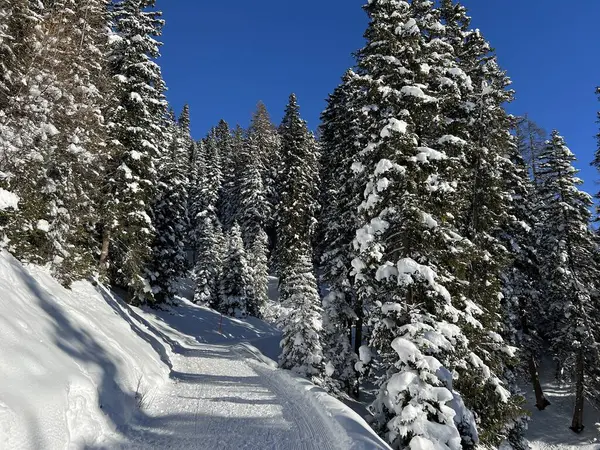 İsviçre 'nin Grisons Kantonu (Kanton Graubuenden, Schweiz) adlı İsviçre Alpleri' ndeki Davos tatil beldesinde yürüyüş, yürüyüş, yürüyüş, spor ve dinlenme için mükemmel düzenlenmiş kış patikaları.)