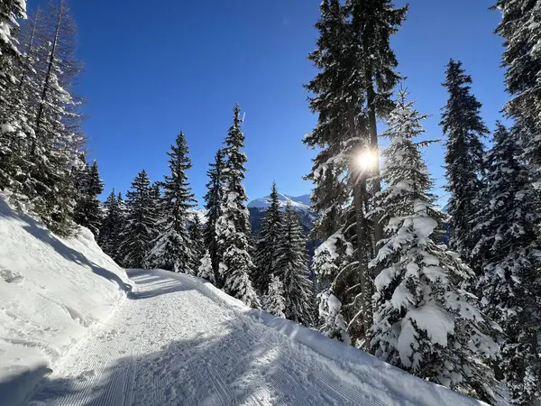 İsviçre 'nin Grisons Kantonu (Kanton Graubuenden, Schweiz) adlı İsviçre Alpleri' ndeki Davos tatil beldesinde yürüyüş, yürüyüş, yürüyüş, spor ve dinlenme için mükemmel düzenlenmiş kış patikaları.)