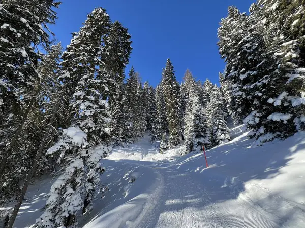 İsviçre 'nin Grisons Kantonu (Kanton Graubuenden, Schweiz) adlı İsviçre Alpleri' ndeki Davos tatil beldesinde yürüyüş, yürüyüş, yürüyüş, spor ve dinlenme için mükemmel düzenlenmiş kış patikaları.)