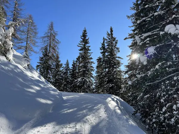 İsviçre 'nin Grisons Kantonu (Kanton Graubuenden, Schweiz) adlı İsviçre Alpleri' ndeki Davos tatil beldesinde yürüyüş, yürüyüş, yürüyüş, spor ve dinlenme için mükemmel düzenlenmiş kış patikaları.)