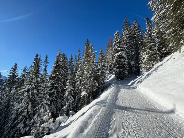İsviçre 'nin Grisons Kantonu (Kanton Graubuenden, Schweiz) adlı İsviçre Alpleri' ndeki Davos tatil beldesinde yürüyüş, yürüyüş, yürüyüş, spor ve dinlenme için mükemmel düzenlenmiş kış patikaları.)