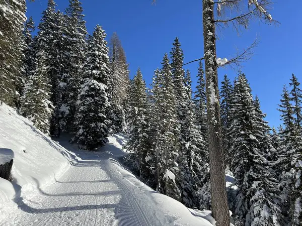İsviçre 'nin Grisons Kantonu (Kanton Graubuenden, Schweiz) adlı İsviçre Alpleri' ndeki Davos tatil beldesinde yürüyüş, yürüyüş, yürüyüş, spor ve dinlenme için mükemmel düzenlenmiş kış patikaları.)