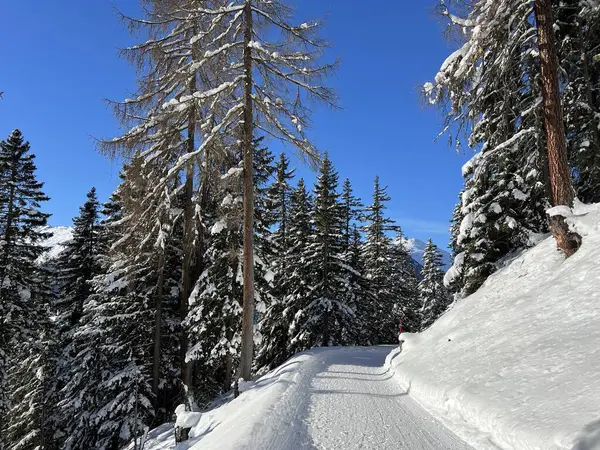 İsviçre 'nin Grisons Kantonu (Kanton Graubuenden, Schweiz) adlı İsviçre Alpleri' ndeki Davos tatil beldesinde yürüyüş, yürüyüş, yürüyüş, spor ve dinlenme için mükemmel düzenlenmiş kış patikaları.)
