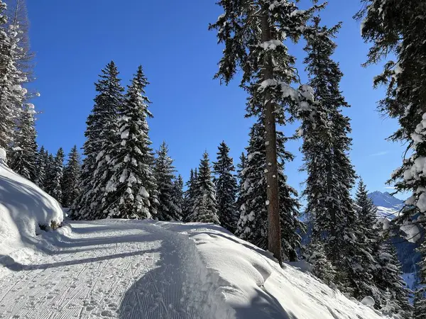 İsviçre 'nin Grisons Kantonu (Kanton Graubuenden, Schweiz) adlı İsviçre Alpleri' ndeki Davos tatil beldesinde yürüyüş, yürüyüş, yürüyüş, spor ve dinlenme için mükemmel düzenlenmiş kış patikaları.)