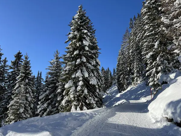 İsviçre 'nin Grisons Kantonu (Kanton Graubuenden, Schweiz) adlı İsviçre Alpleri' ndeki Davos tatil beldesinde yürüyüş, yürüyüş, yürüyüş, spor ve dinlenme için mükemmel düzenlenmiş kış patikaları.)
