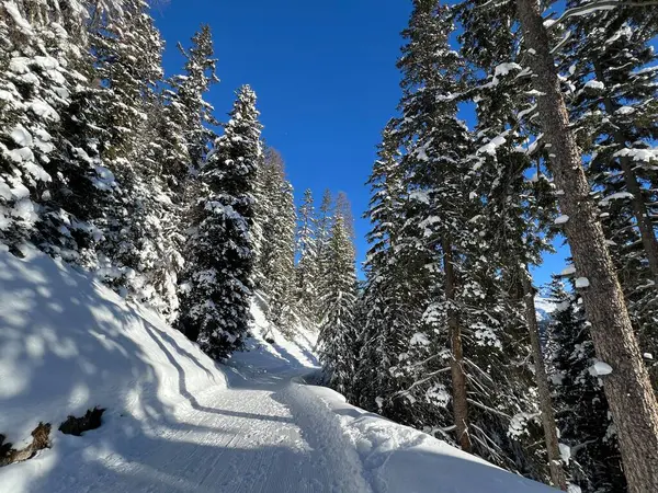 İsviçre 'nin Grisons Kantonu (Kanton Graubuenden, Schweiz) adlı İsviçre Alpleri' ndeki Davos tatil beldesinde yürüyüş, yürüyüş, yürüyüş, spor ve dinlenme için mükemmel düzenlenmiş kış patikaları.)